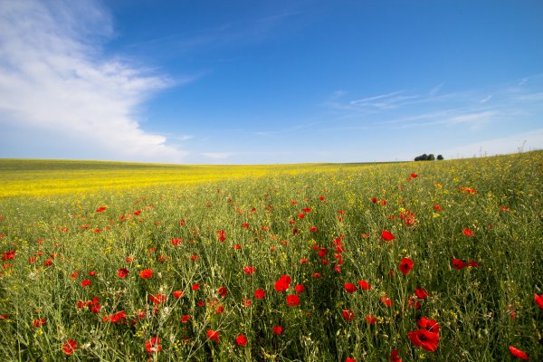 Landscape